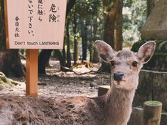 -奈良公园