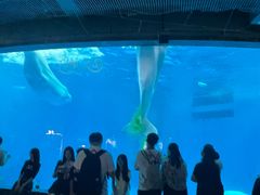 -海合安成都极地海洋公园