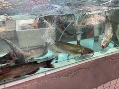 -赵大妖·活鱼现烤(天水店)