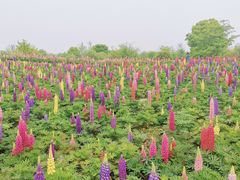 -径山花海