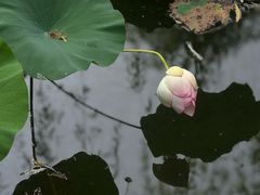 -东平国家森林公园