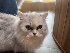 -飞行喵MR PILOT|猫舍·猫咖(静安大融城店)