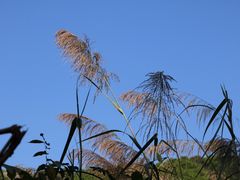 -云溪植物园