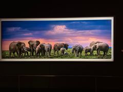 -罗红摄影艺术馆