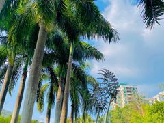 -深圳国际园林花卉博览园