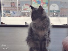 -藏猫猫咖啡主题馆(中央大道店)