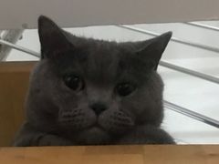 -宠爱国际动物医院· 猫科· 外科·中兽医(长白店)