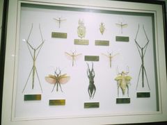 -上海昆虫博物馆