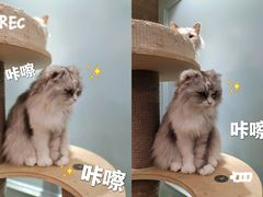 -安格丽娜·狗咖·猫咖羊驼咖(春熙路百盛商场店)