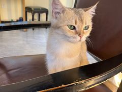 -猫小院猫主题餐厅(南锣旗舰店)