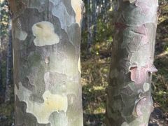 -北京十三陵国家森林公园蟒山景区