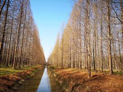 -黄海国家森林公园