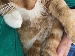 -纳吉亚猫专科动物诊疗中心(蒋宅口分院)