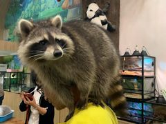 -藦茜花园宠物主题亲子互动体验馆(国顺东路店)