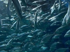 -上海海洋水族馆