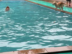 -良成狗狗乐园