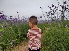-光明小镇欢乐田园