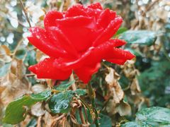 -北京大学燕东园