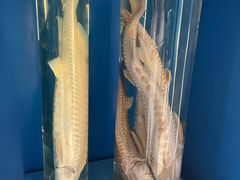 -上海海洋大学鱼文化博物馆(军工路校区)