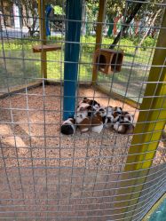 -萌宠亲子动物乐园(槐房万达店)