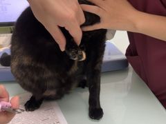 -宠福鑫康馨动物医院·骨科·眼科