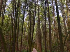 -同里国家湿地公园