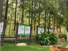 -合肥滨湖国家森林公园