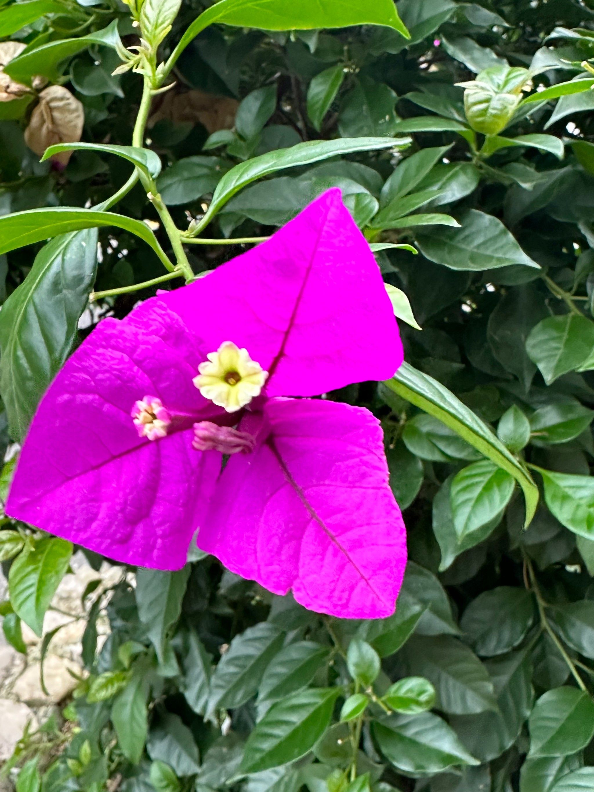 三角梅(叶子花,勒杜鹃)