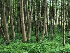 -桤木河湿地公园