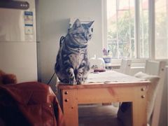 iphone_upload_pic-海边的猫和咖啡馆
