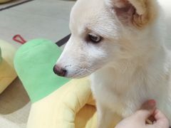 -逗柴咖啡屋·狗咖猫咖宠物桌游