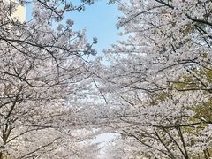 -高东镇樱花园