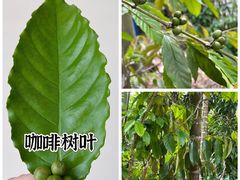 -兴隆隆苑咖啡庄园
