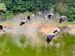 -广州长隆飞鸟乐园
