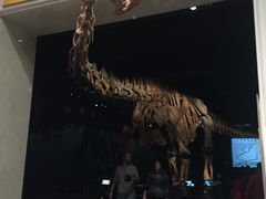 -美国自然历史博物馆