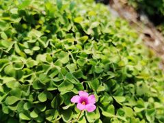 -白塘生态植物园