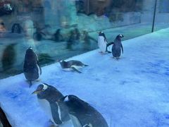 -芜湖新华联大白鲸海洋公园