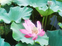 -上海市保健医疗中心