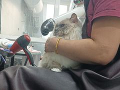 -宠福鑫康馨动物医院·骨科·眼科
