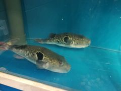 -天正河鲀·河豚亭(大连店)