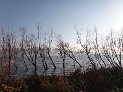 -才村湿地公园