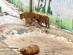 -栾川竹海野生动物园