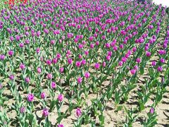 -长春公园(普阳街道)