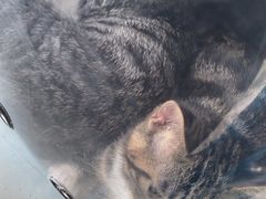 -中农国际动物医院24小时·猫科·骨科·急重症中心