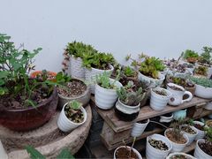 -素咫咖啡CLIFEROSE