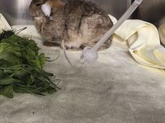 -瑞派·关忠动物医院猫科外科·异宠·24小时转诊中心(祥云店)