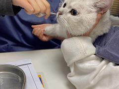 -伟伟宠物医院·CT影像中心·瑞派犬猫综合性门诊(汉口总院)