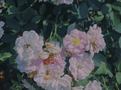 -漕湖湿地公园