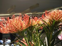 -谷莠子花艺·气球派对·绿植造景·花艺沙龙(金光华广场店)