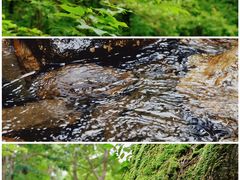 -素山寺森林公园